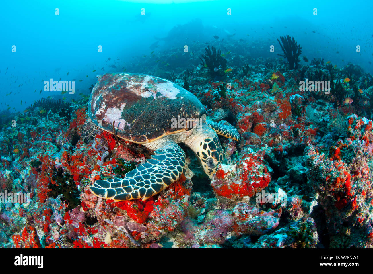 Tartaruga embricata (Eretmochelys imbricata) alimentazione, Maldive, Oceano Indiano, criticamente le specie in via di estinzione Foto Stock