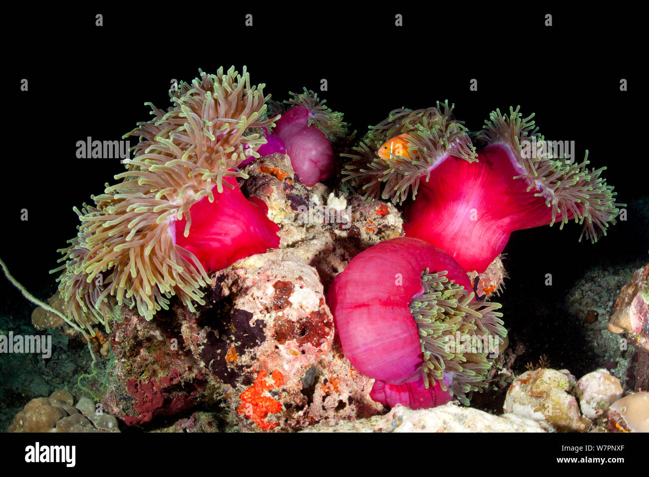 Magnifica attinie (Heteractis magnifica) con Blackfoot anemonefish (Amphiprion nigripes) Maldive, Oceano Indiano Foto Stock