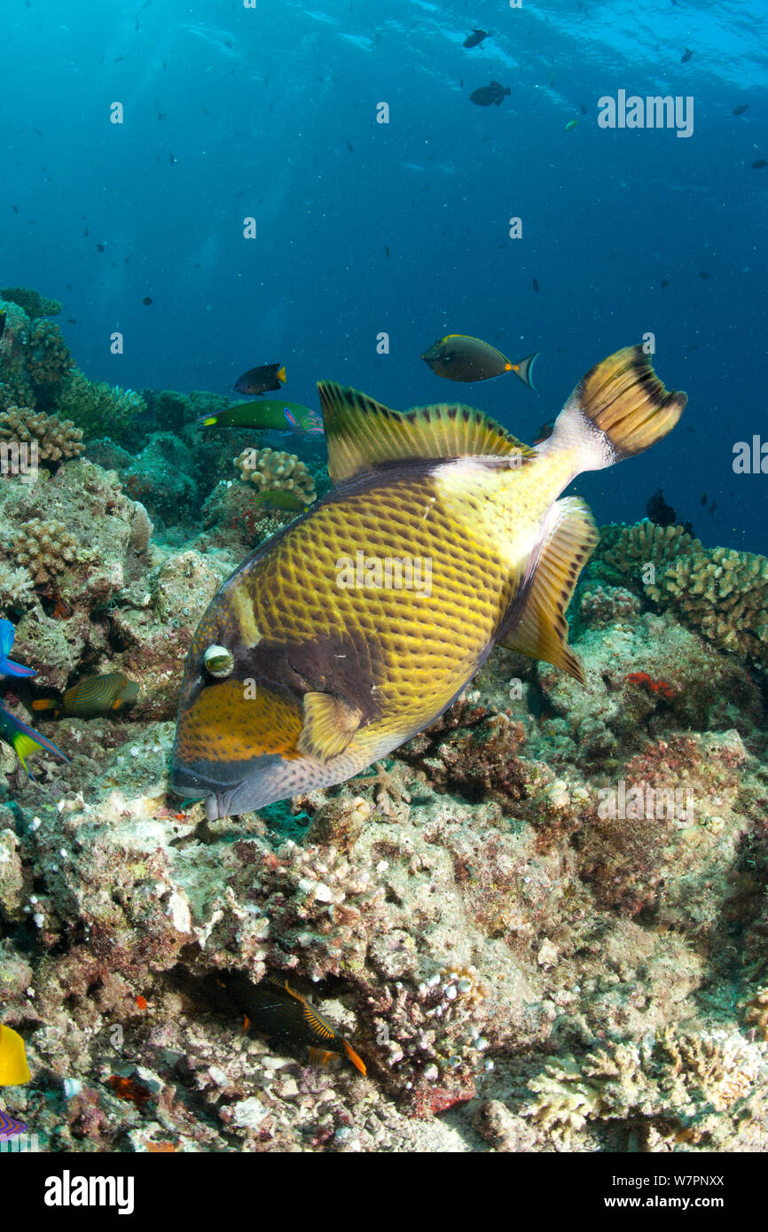 Titan trigger (pesci Balistoides viridescens) rovistando tra corallo per le cozze, Maldive, Oceano Indiano Foto Stock