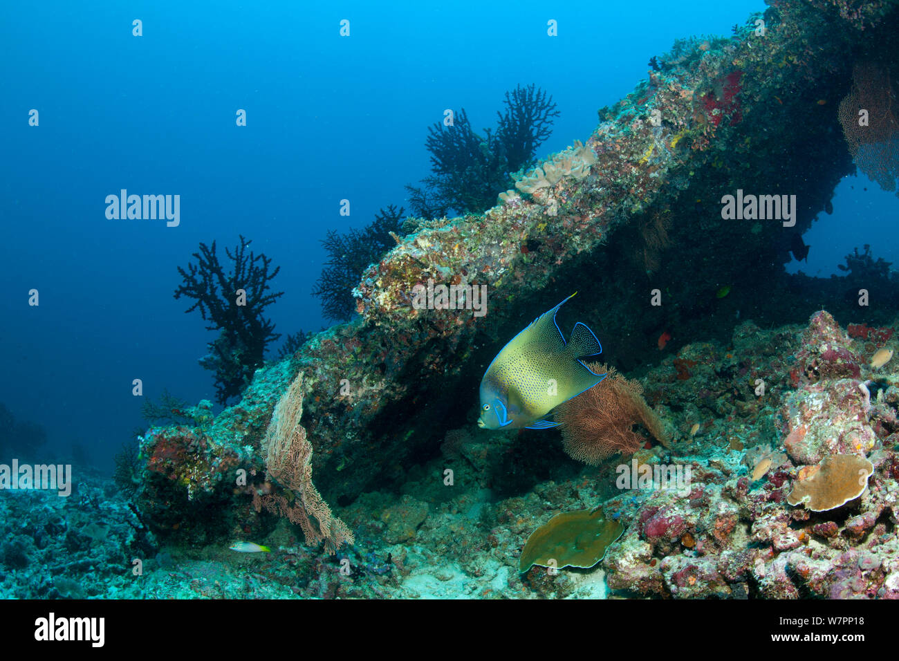 Il semicerchio angelfish (Pomacanthus semicirculatus) Maldive, Oceano Indiano, Foto Stock