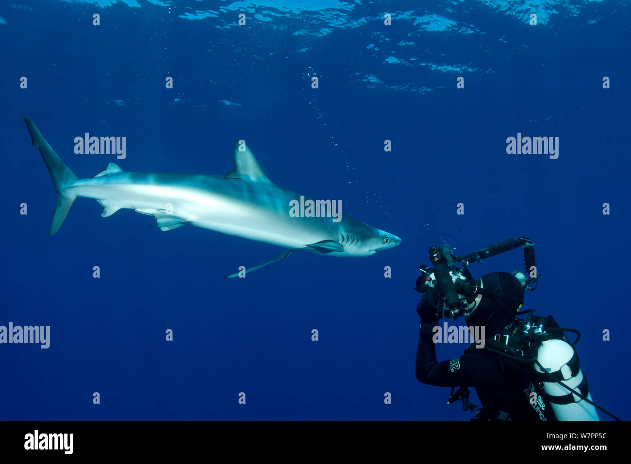 Scuba Diver fotografare verdesca (Prionace glauca) isola Pico, Azzorre, Portogallo, Oceano Atlantico, Luglio Foto Stock