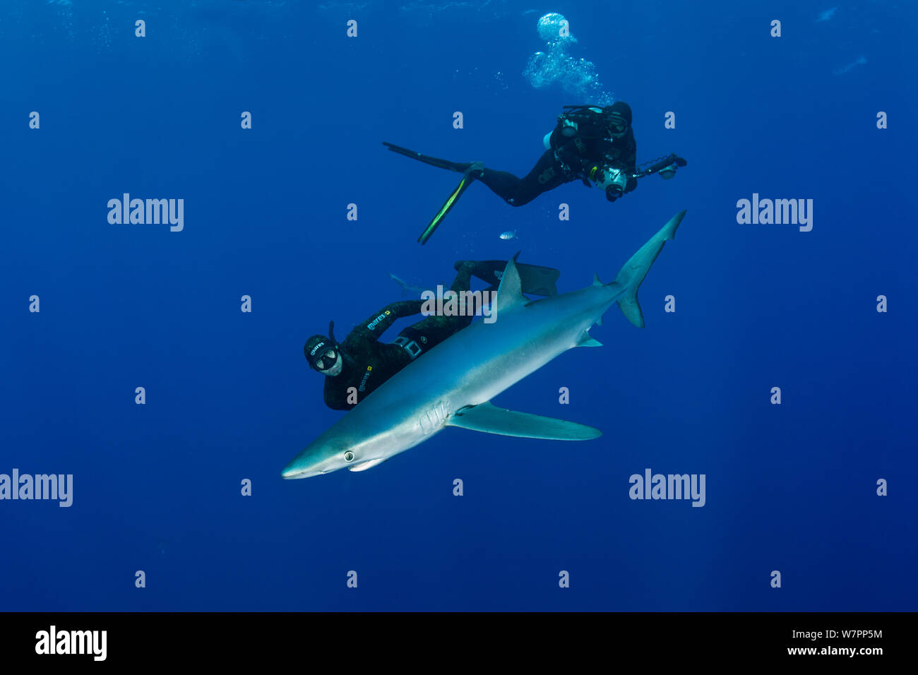 Apneista e fotografo subacqueo con verdesca (Prionace glauca) isola Pico, Azzorre, Portogallo, Oceano Atlantico, Luglio Foto Stock