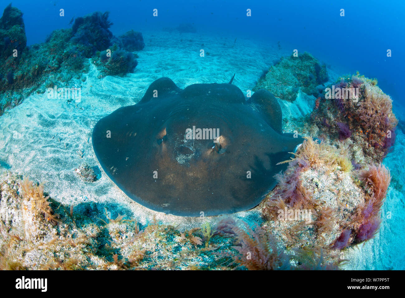 Round Stingray (Taeniura grabata) isola Pico, Azzorre, Portogallo, Oceano Atlantico Foto Stock