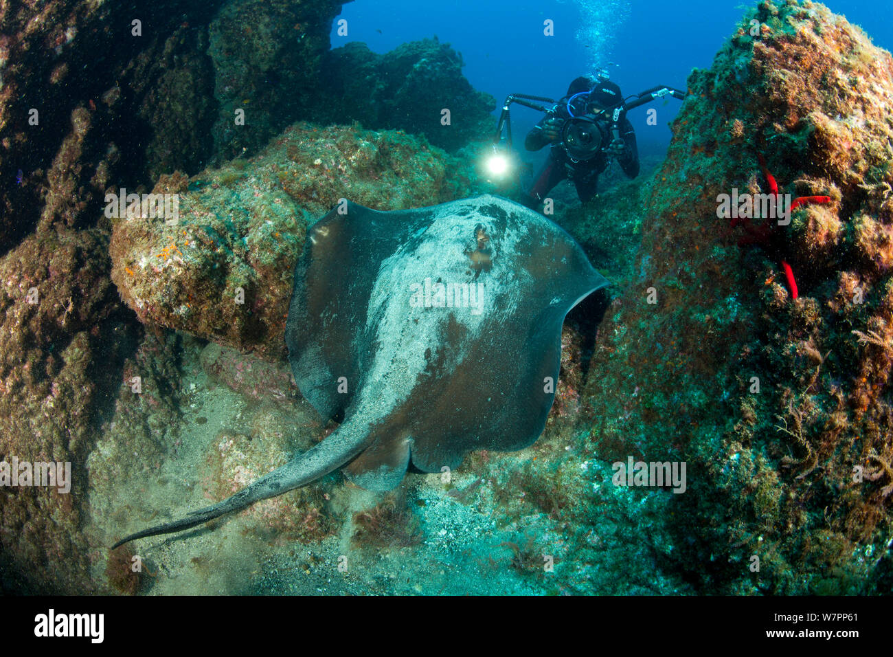 Scuba Diver fotografare Round Stingray (Taeniura grabata) isola Pico, Azzorre, Portogallo, Oceano Atlantico Foto Stock