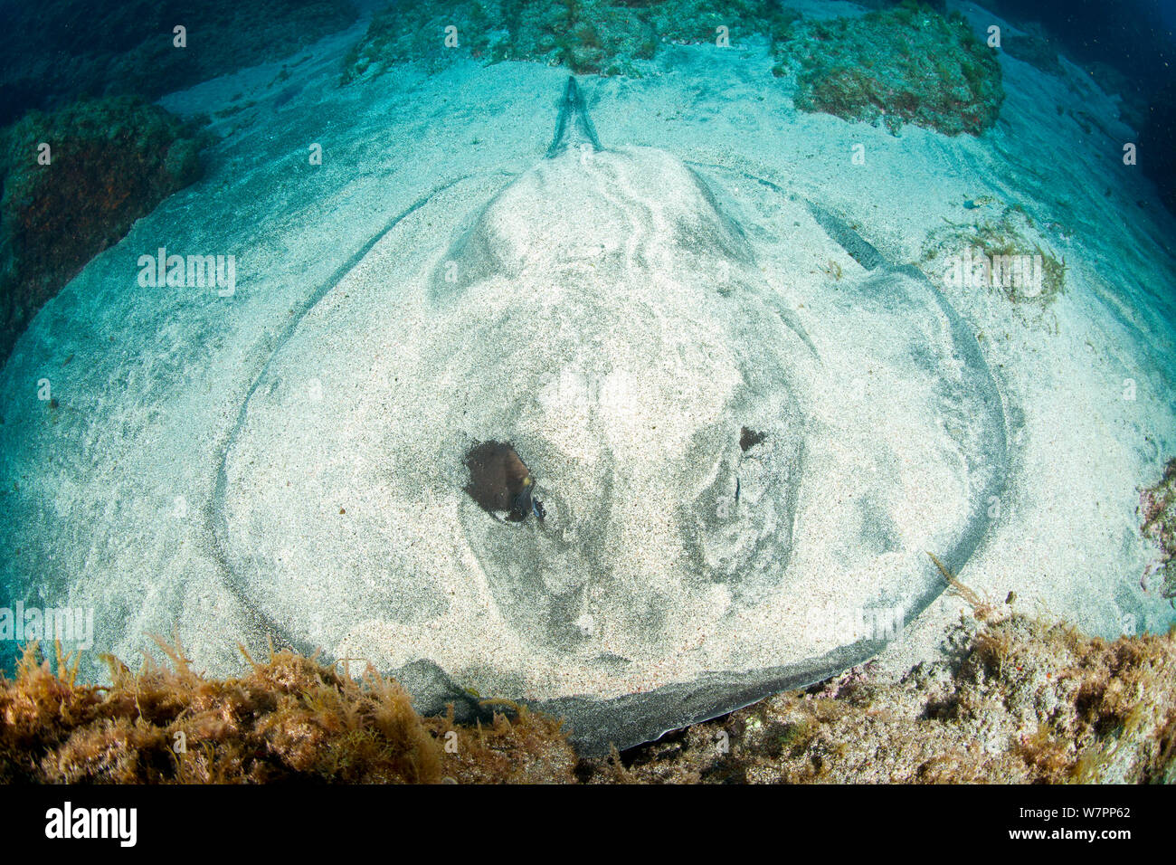 Round Stingray (Taeniura grabata) coperto di sabbia, probabilmente le donne incinte, isola Pico, Azzorre, Portogallo, Oceano Atlantico Foto Stock