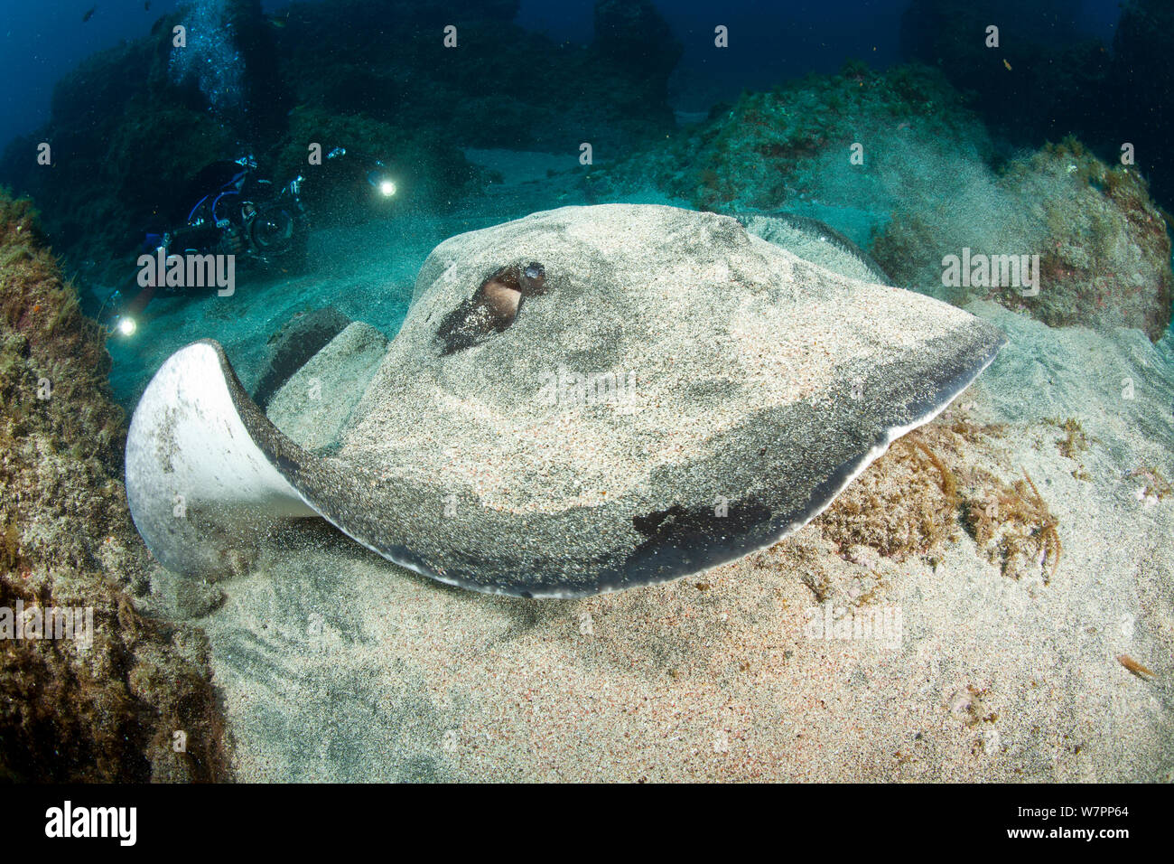Scuba Diver fotografare Round Stingray (Taeniura grabata) isola Pico, Azzorre, Portogallo, Oceano Atlantico Foto Stock