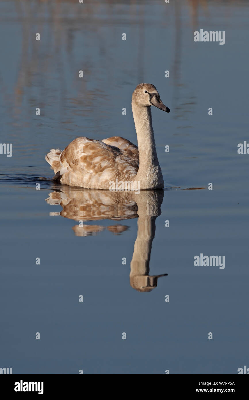 Cigno (Cygnus olor) capretti sull'acqua. Strumpshaw Fen RSPB, Norfolk, Regno Unito, novembre. Foto Stock