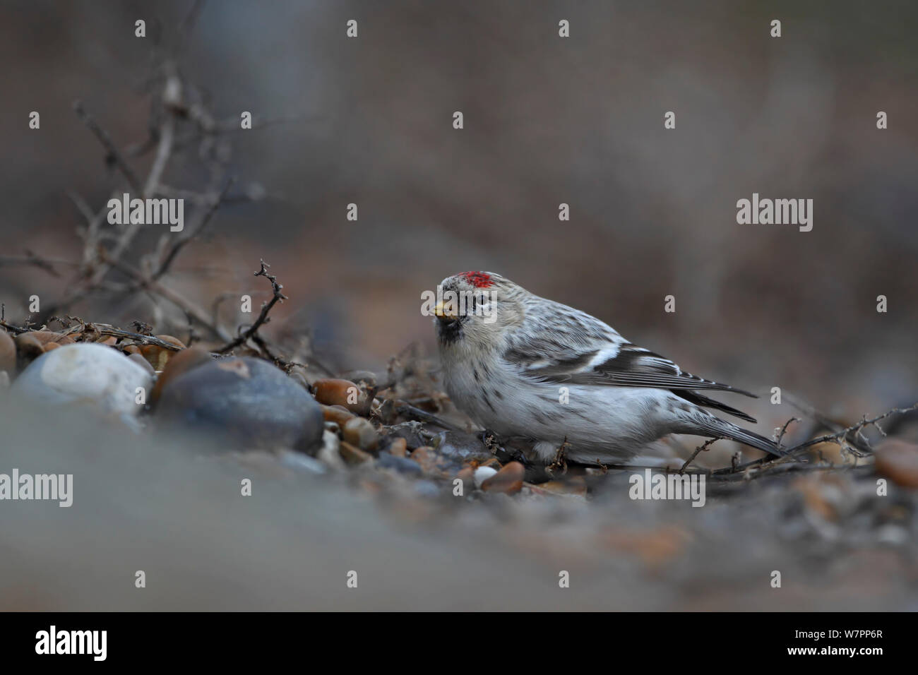 Hornemann's Redpoll artico (Carduelis hornemanni hornemanni). Aldeburgh, Suffolk, Regno Unito, dicembre. Foto Stock