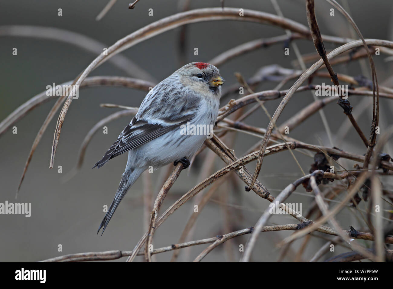 Hornemann's Redpoll artico (Carduelis hornemanni hornemanni). Aldeburgh, Suffolk, Regno Unito, dicembre. Foto Stock