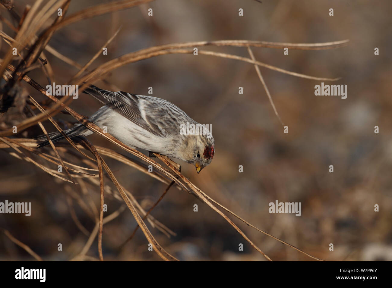 Hornemann's Redpoll artico (Carduelis hornemanni hornemanni). Aldeburgh, Suffolk, Regno Unito, dicembre. Foto Stock