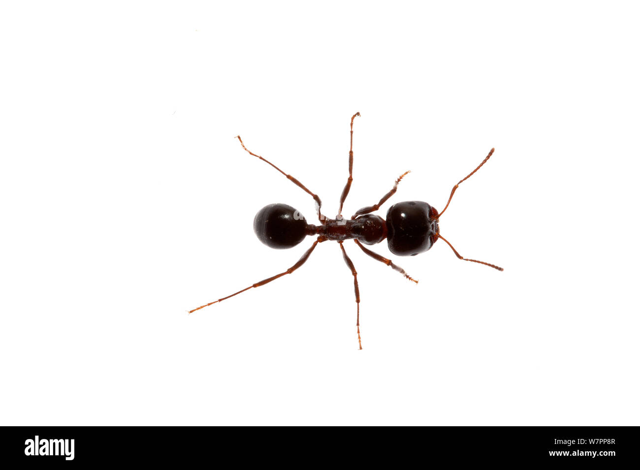 Una piccola formica, Heraklion, Creta, Grecia progetto meetyourneighbors.net Foto Stock