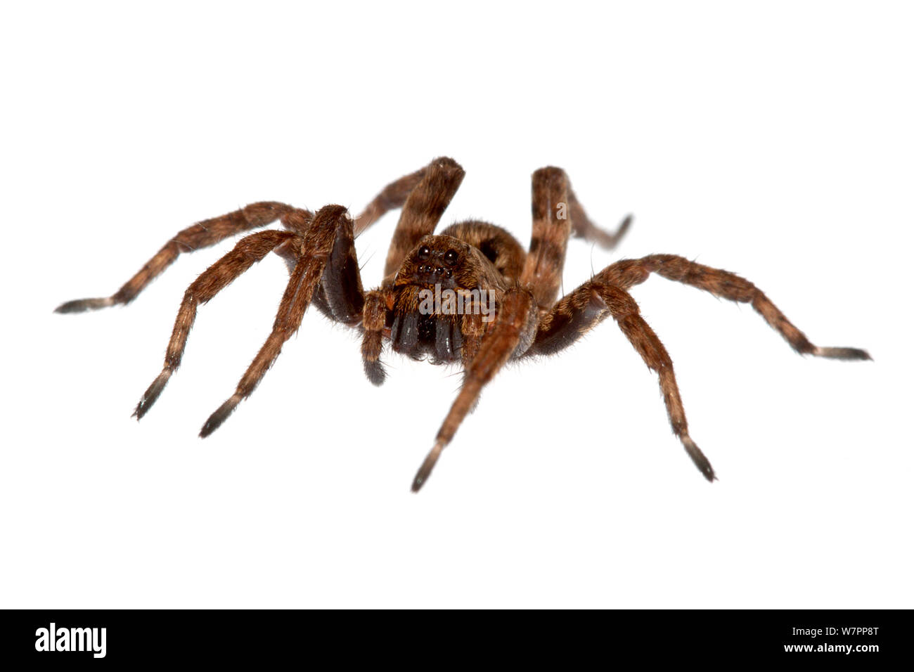 Wolf spider (Famiglia Lycosidae), Herakion, Creta, Grecia progetto meetyourneighbors.net Foto Stock