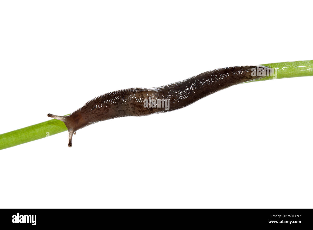 Il Giallo (slug Limax flavus) strisciando su un impianto, Heraklion, Creta, Grecia progetto meetyourneighbors.net Foto Stock