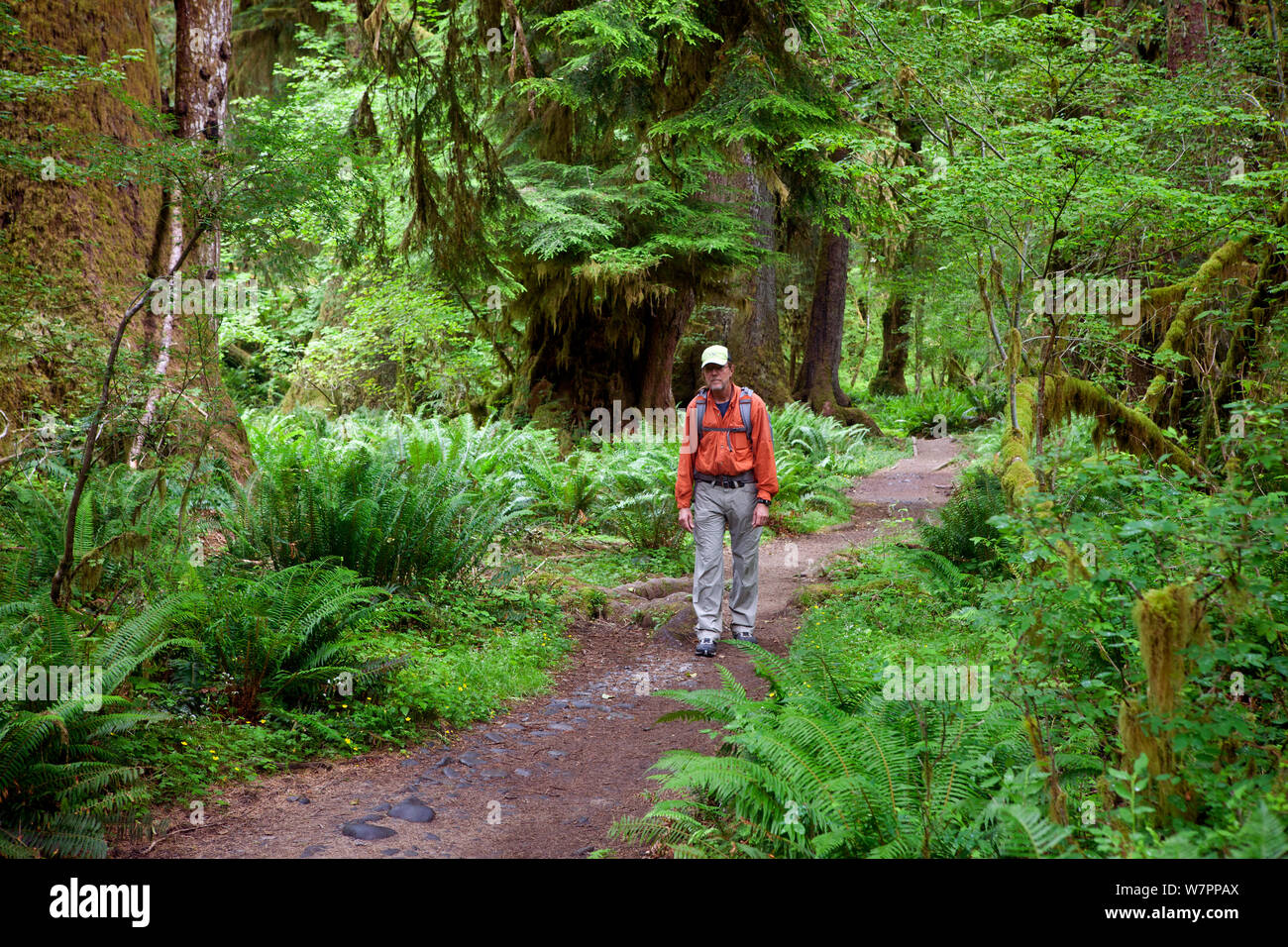 Gli escursionisti a piedi sull'Hoh River Trail nel Parco Nazionale di Olympic. Washington, Stati Uniti d'America, Luglio. Modello rilasciato. Foto Stock