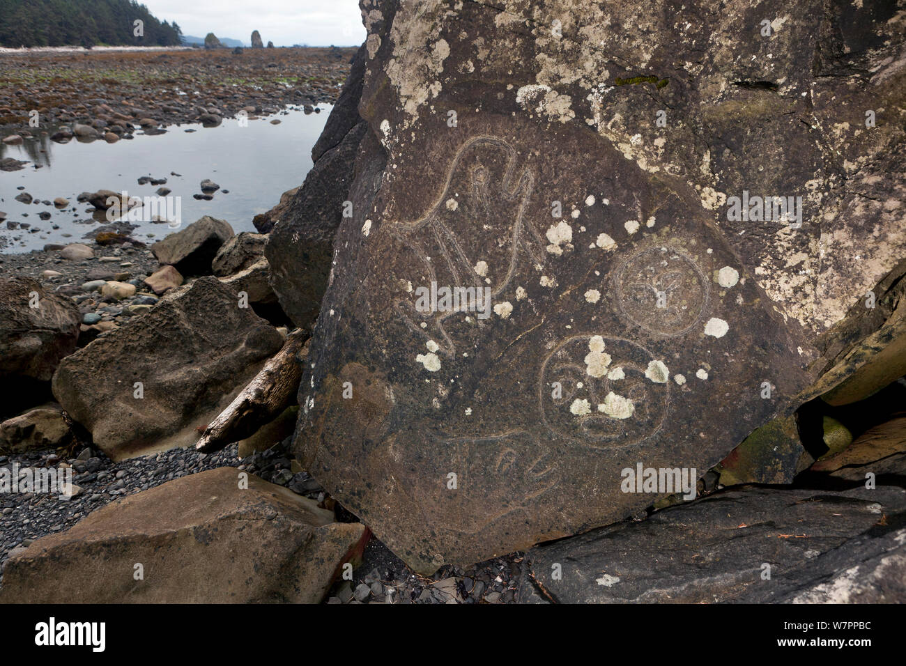 Incisioni rupestri a Wedding roccia lungo la costa del Pacifico nel Parco Nazionale di Olympic. Washington, Stati Uniti d'America, Agosto 2012. Foto Stock