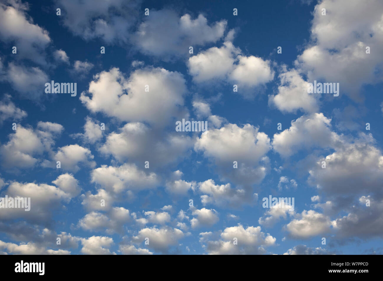 Cumulus nubi. Washington, Stati Uniti d'America, Agosto. Foto Stock