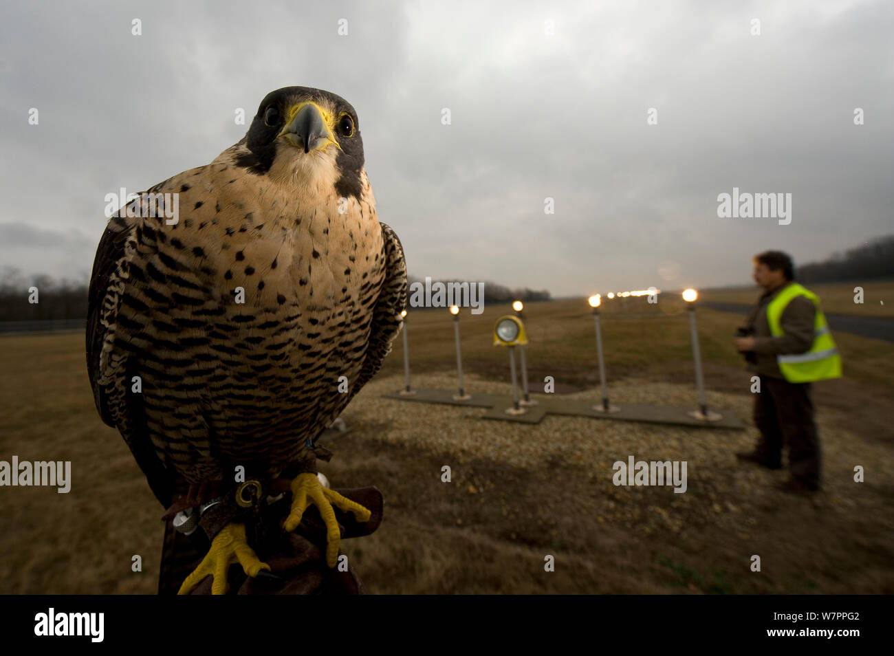 Falco pellegrino (Falco peregrinus) utilizzato per mantenere gli altri uccelli di distanza dall' aeroporto, aeroporto di Budapest, Ungheria, Marzo 2009 Foto Stock