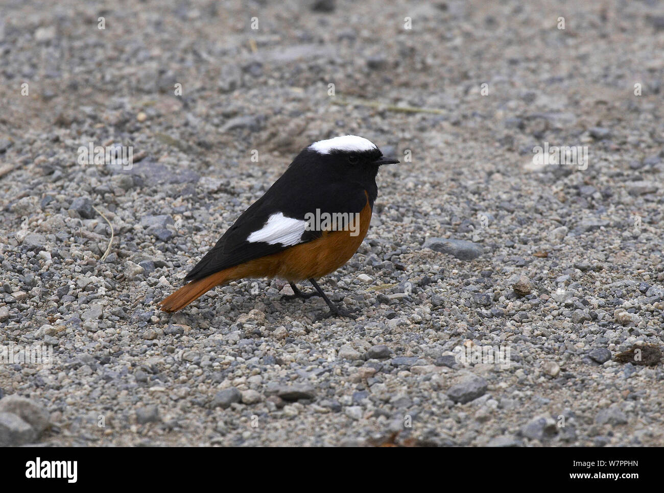 Bianco redstart alato (Phoenicurus erythrogastrus grandis) di un uccello di alta quota e una delle più grandi specie di redstart, una sottospecie di Asia centrale sulle montagne. Lha Chu River, Monte Kailash, Tibet. Giugno Foto Stock