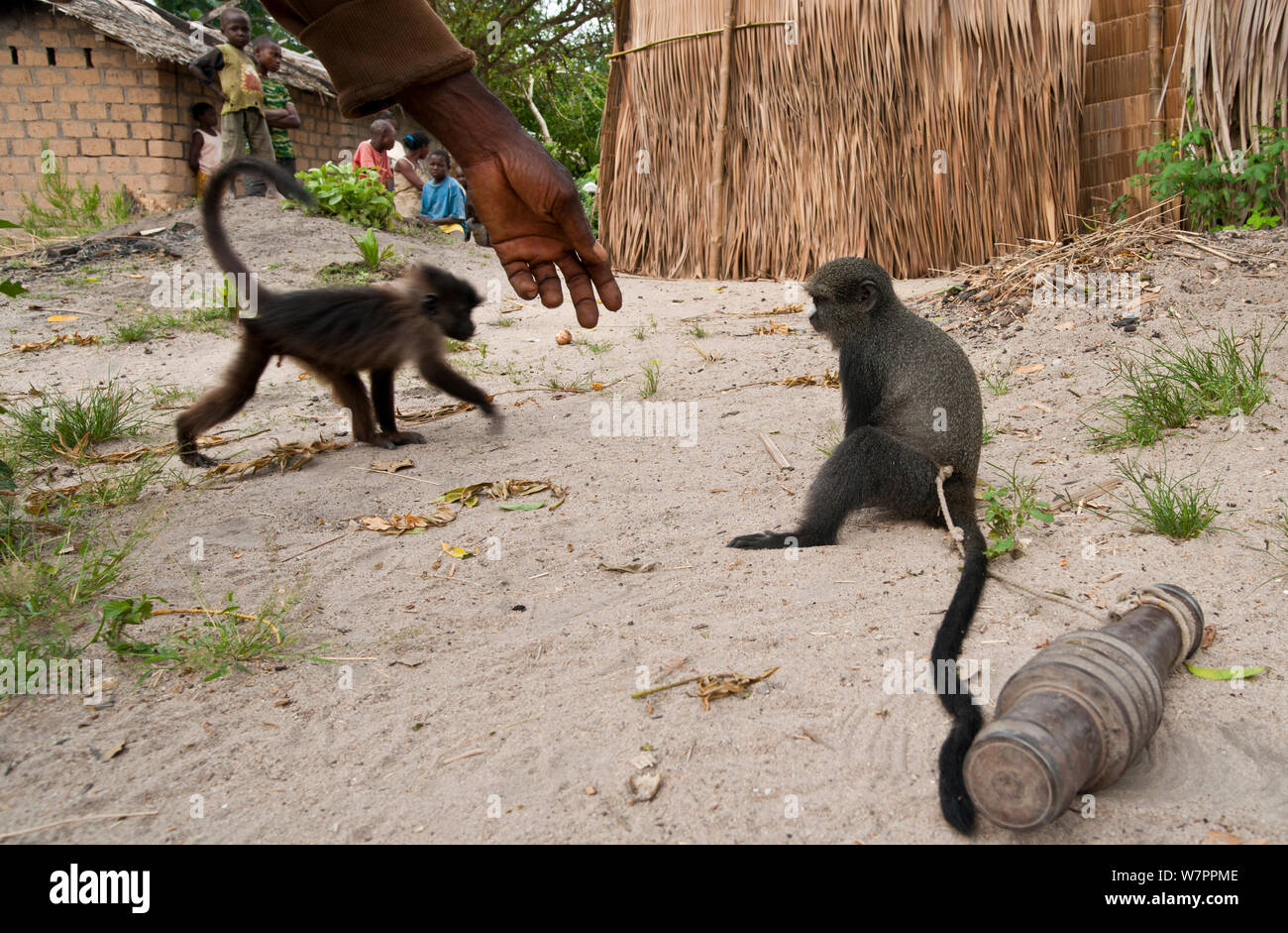 Sotto la vigile direzione del suo proprietario, un putty scimmia dal naso. Foto Stock