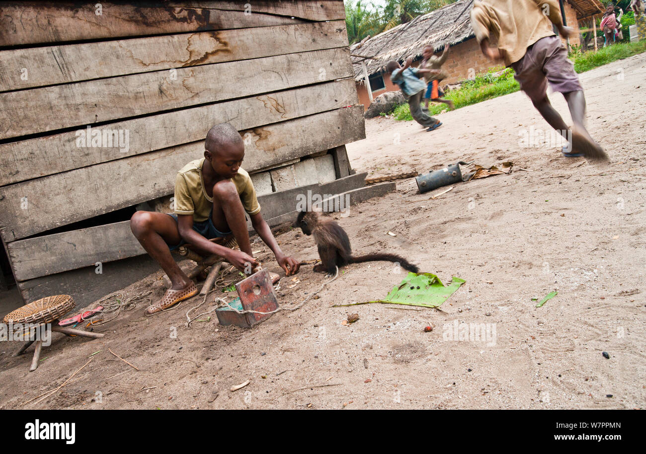 Grigio Cheeked Managabey. Foto Stock