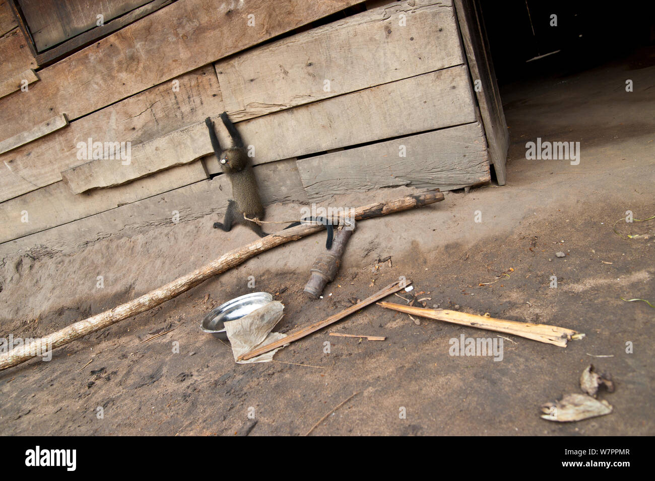 Putty scimmia dal naso. Foto Stock