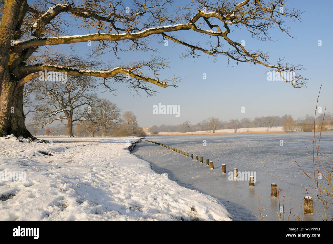 Congelati Corsham lago inglese e alberi di quercia (Quercus robur) in inverno con la Corte a Corsham in background, Wiltshire, Regno Unito, Febbraio 2013 Foto Stock