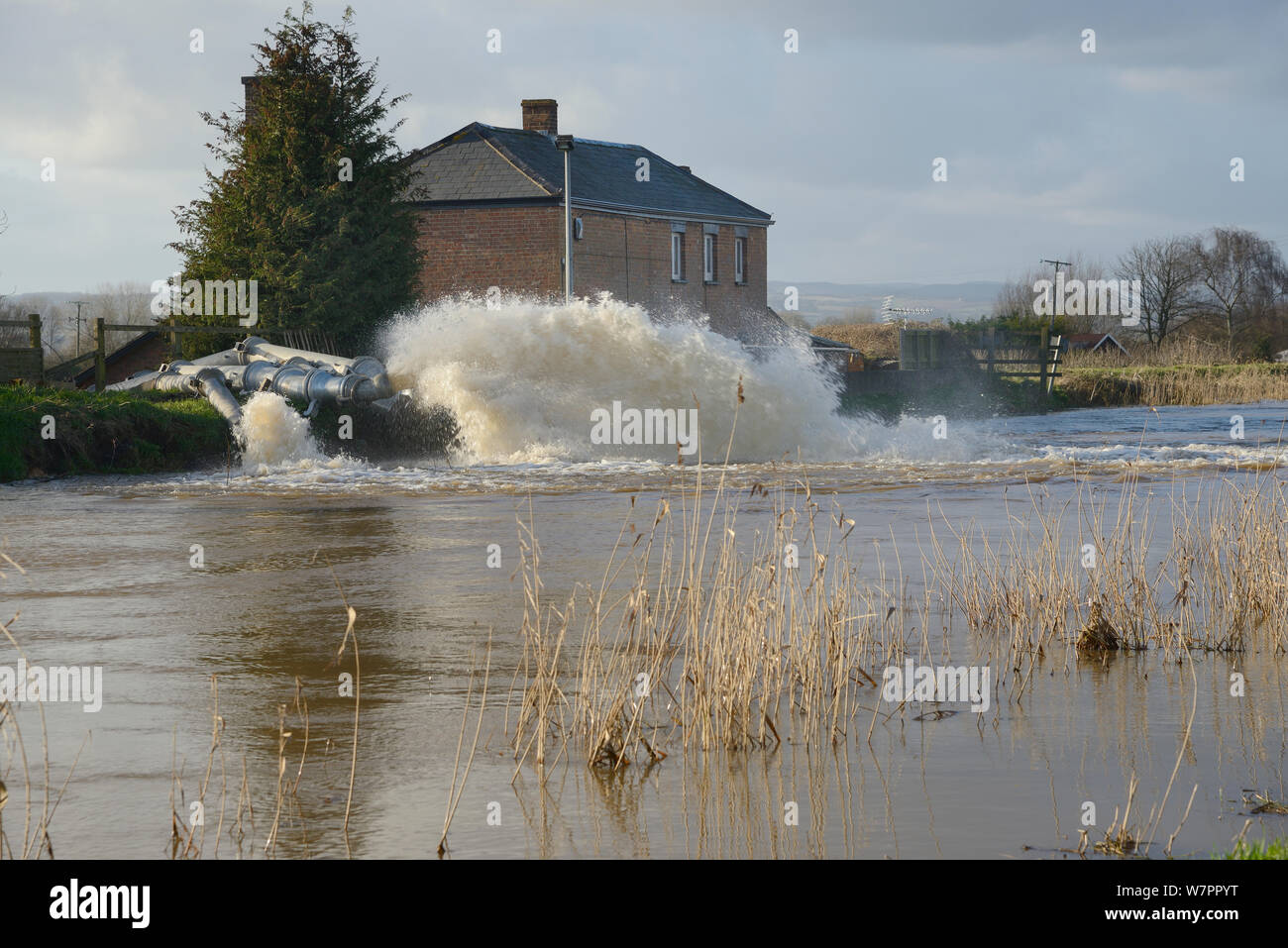 Inondazione pompato dal sale inferiore Moor nel fiume Parrett nuovi membri vicino Burrowbridge dopo settimane di pioggia pesante, livelli di Somerset, Regno Unito, Gennaio 2013. Foto Stock