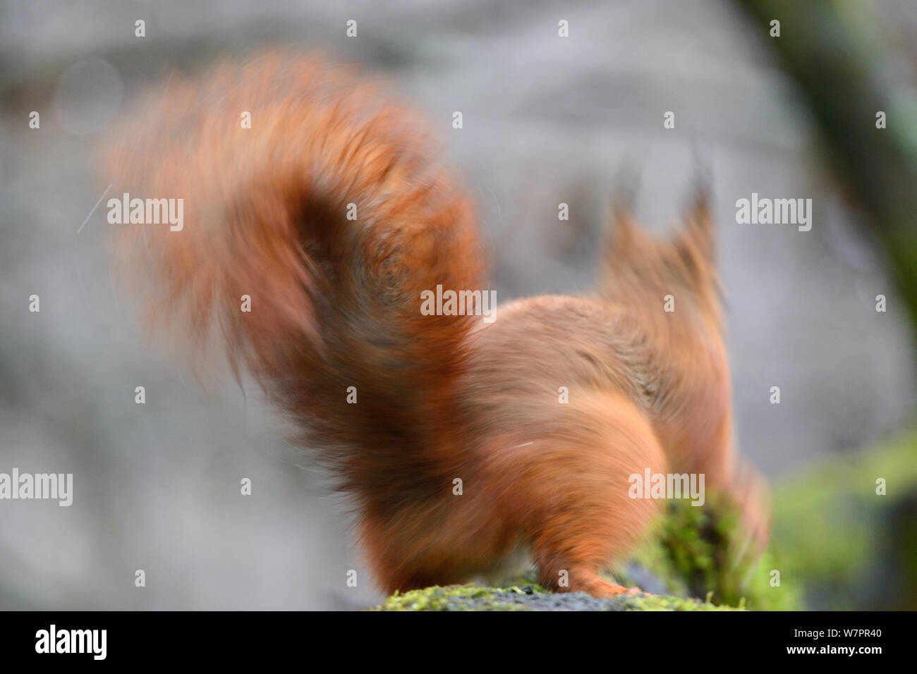 Red scoiattolo (Sciurus vulgaris) sfocato vista posteriore, Allier, Avergna Francia, Marzo Foto Stock