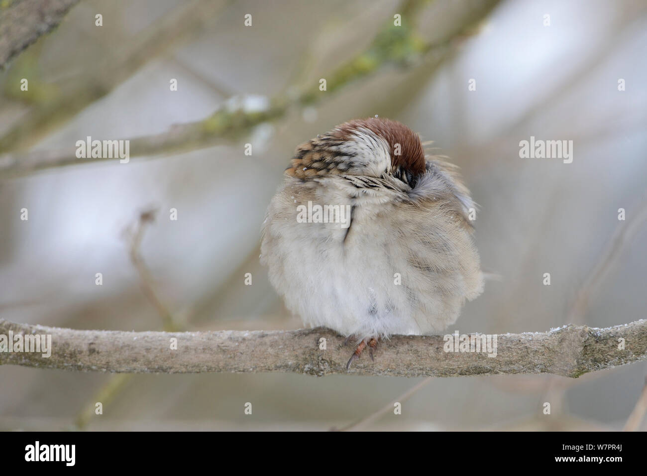 Eurasian Tree Sparrow (Passer montanus) con gonfi piume a riposo sotto la neve, Vosges, Francia, Gennaio Foto Stock