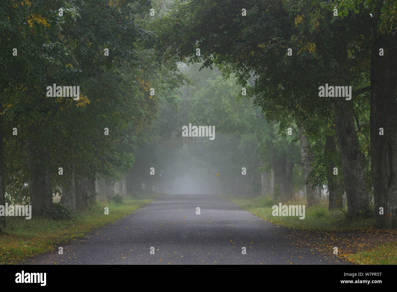 Strada alberata nella nebbia, Tartumaa county in Estonia. Agosto 2011. Foto Stock