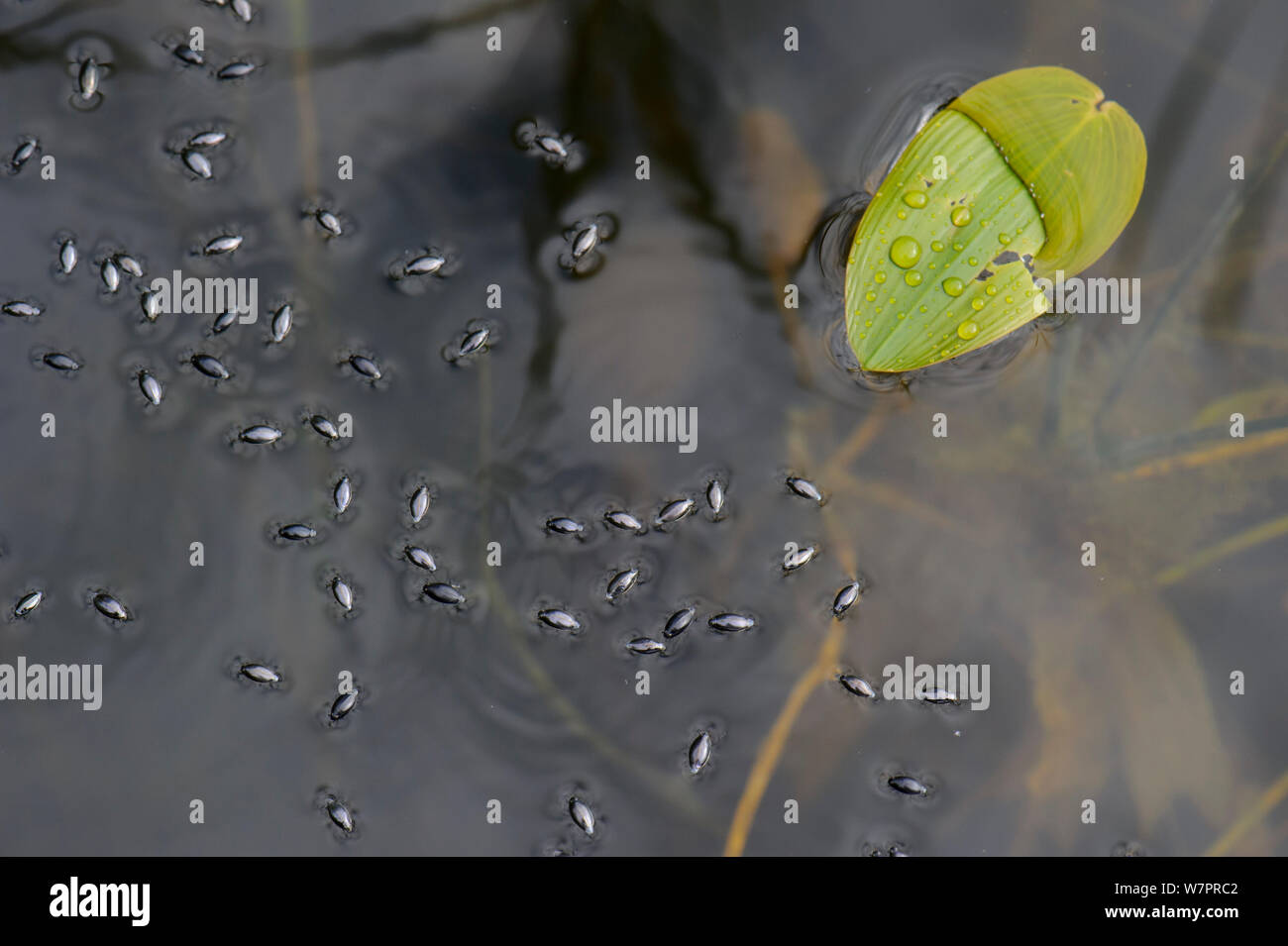 Waterbugs (Dytiscidae) sulla superficie del lago. Southern Estonia, Agosto. Foto Stock