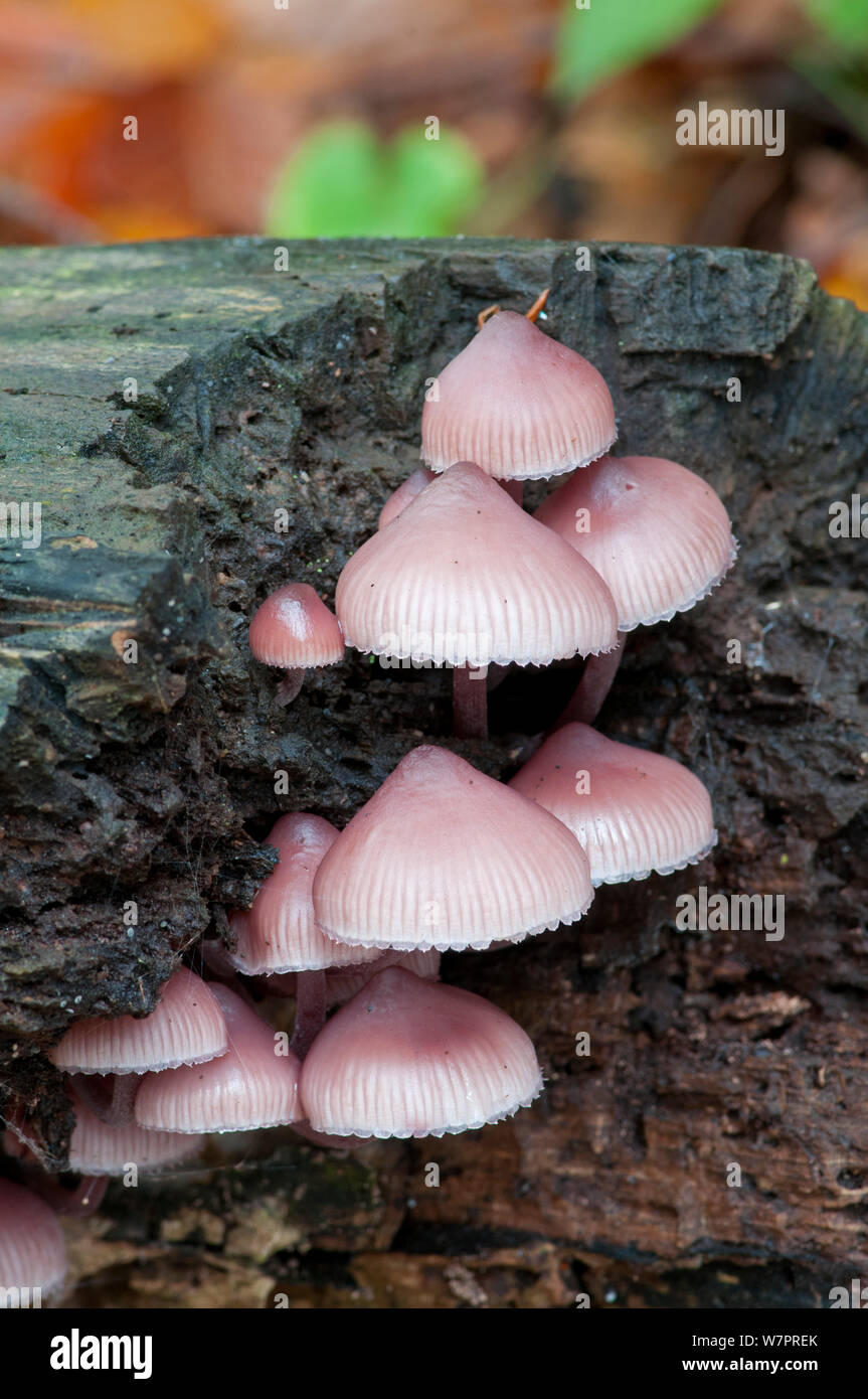 Cofano Burgundydrop Fungo (Mycena haematopus) crescente sul marciume tronco di albero, Surrey, Inghilterra, Novembre Foto Stock