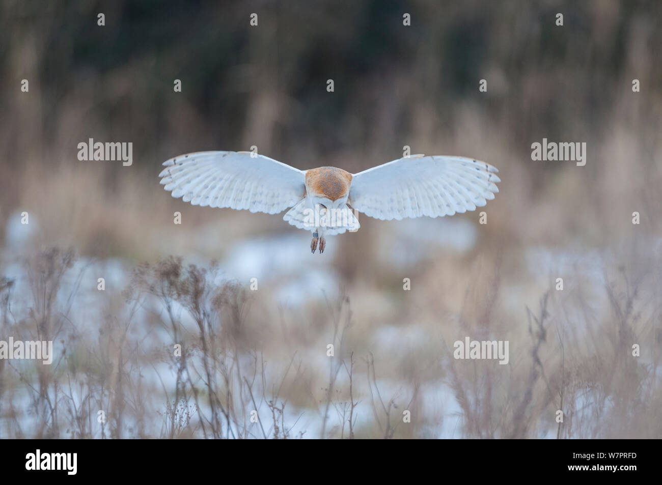 Il barbagianni (Tyto alba) in bilico nel campo nevoso, Pozzi-avanti-- mare del Nord di Norfolk, Inghilterra Foto Stock