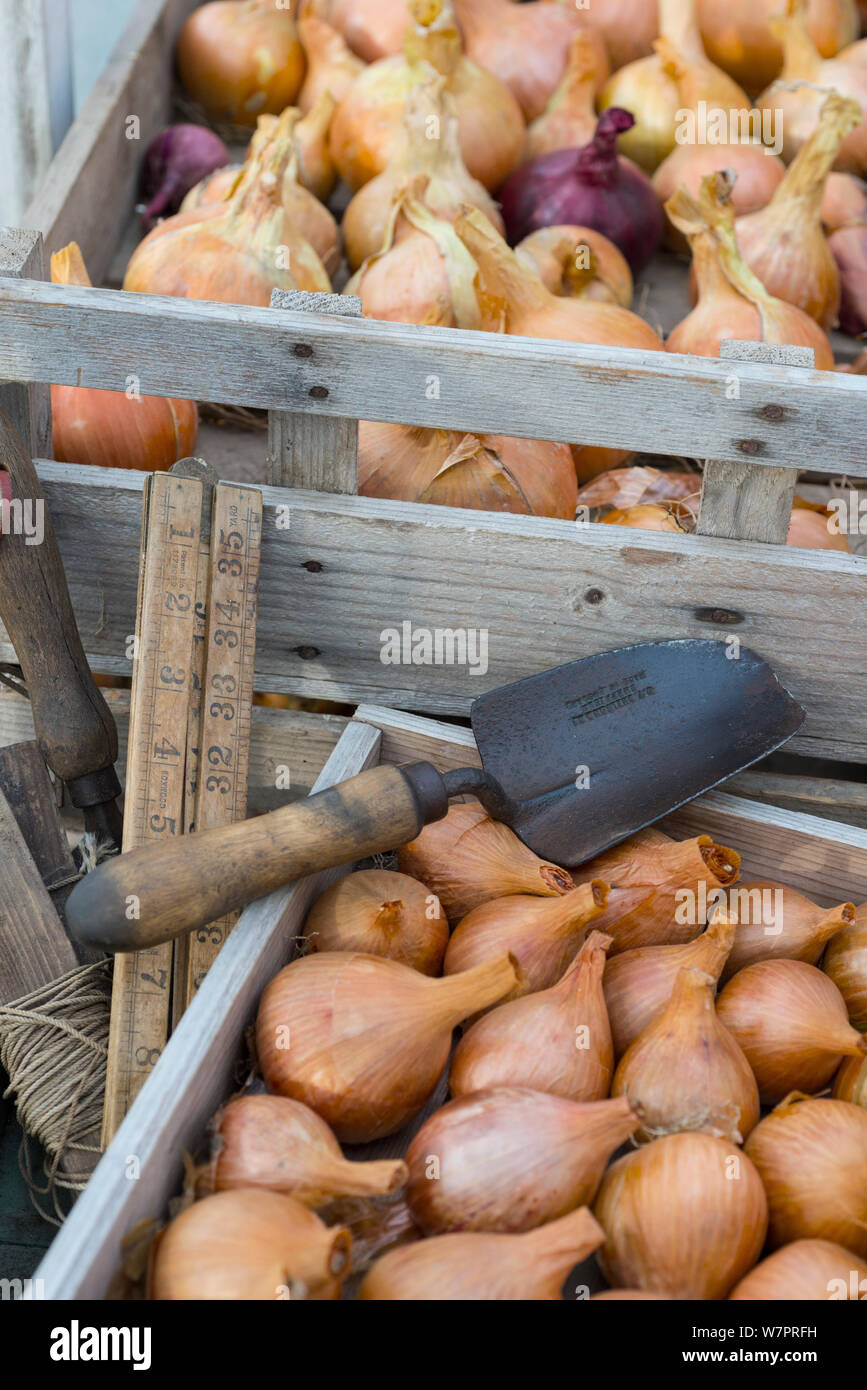 Memorizzati overwintered maincrop cipolle per mangiare, con vassoio di scalogni sementi per la semina in primo piano. Foto Stock