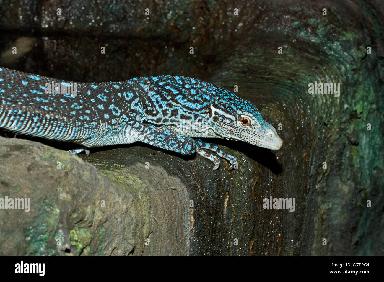 Blue Tree Monitor (Varanus macraei) captive dall isola di Batanta, Indonesia. Modulo blu scoperto nel 2001 Foto Stock