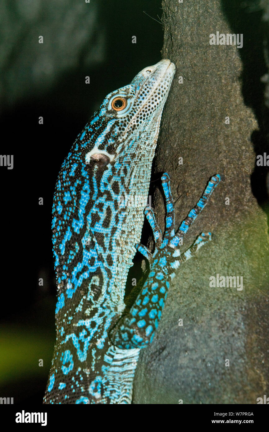 Blue Tree Monitor (Varanus macraei) captive dall isola di Batanta, Indonesia. Modulo blu scoperto nel 2001 Foto Stock