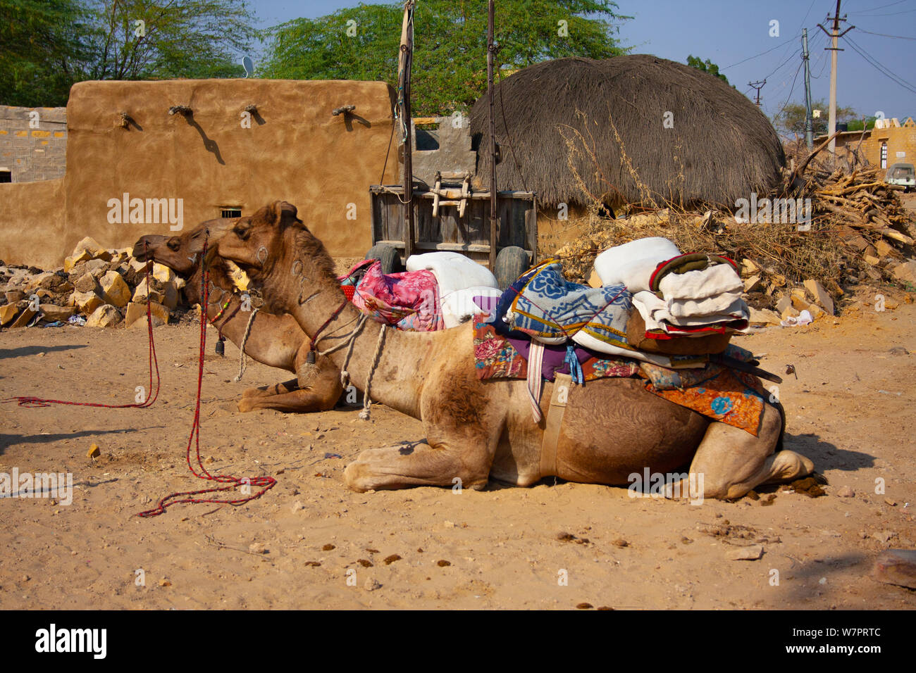 Appoggio del cammello nel deserto villaggio in India Foto Stock