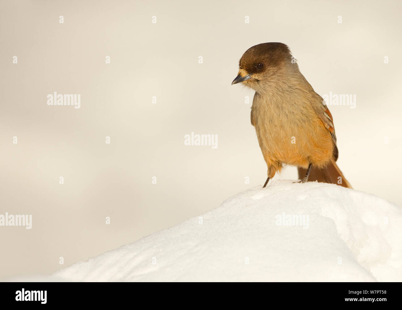 Siberian jay (Perisoreus infaustus) nella neve, Finlandia, Marzo. Ex libris da Danny Green " Il Lungo Viaggio Verso nord' Foto Stock