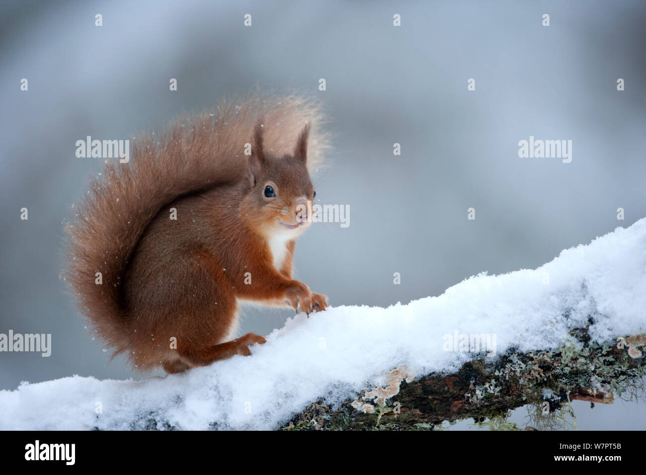 Red scoiattolo (Sciurus vulgaris) su strade coperte di neve ramo, Cairngorms, Scozia, Gennaio 2010. Ex libris da Danny Green " Il Lungo Viaggio Verso nord' Foto Stock