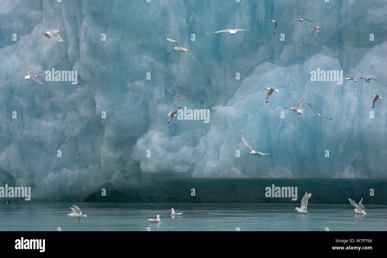 Kittiwakes (Rissa tridactyla) di alimentazione nella parte anteriore del ghiacciaio, Svalbard, Luglio. Ex libris da Danny Green " Il Lungo Viaggio Verso nord' Foto Stock