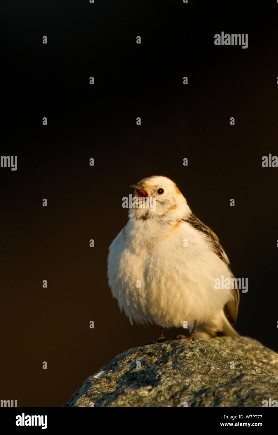 Snow bunting (Plectrophenax nivalis) maschio cantando, Islanda, Giugno. Ex libris da Danny Green " Il Lungo Viaggio Verso nord' Foto Stock