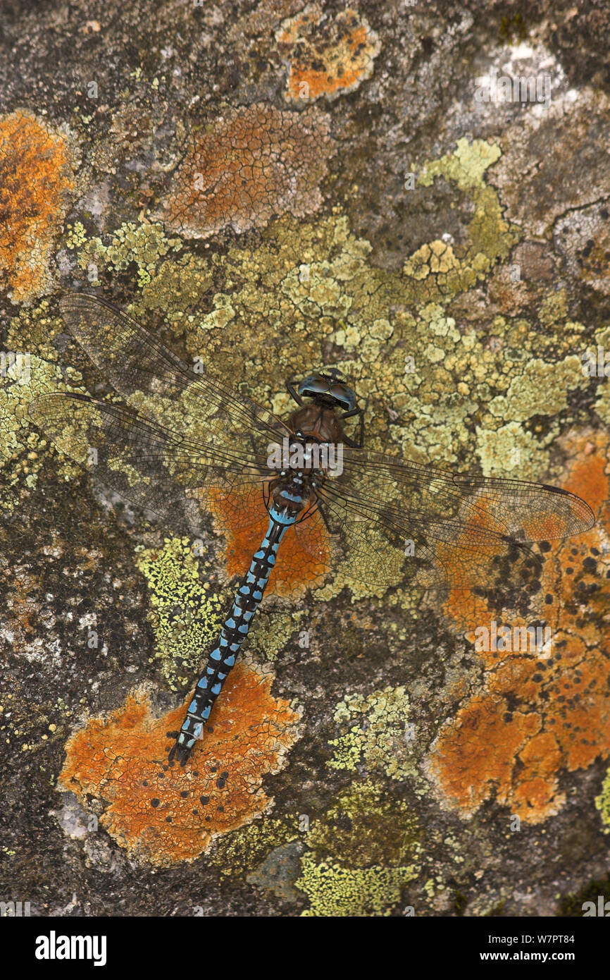 Azure hawker dragonfly (Aeshna caerulea) maschio crogiolarsi su Lichen coperto rock, Scozia, Luglio. Ex libris da Danny Green " Il Lungo Viaggio Verso nord' Foto Stock