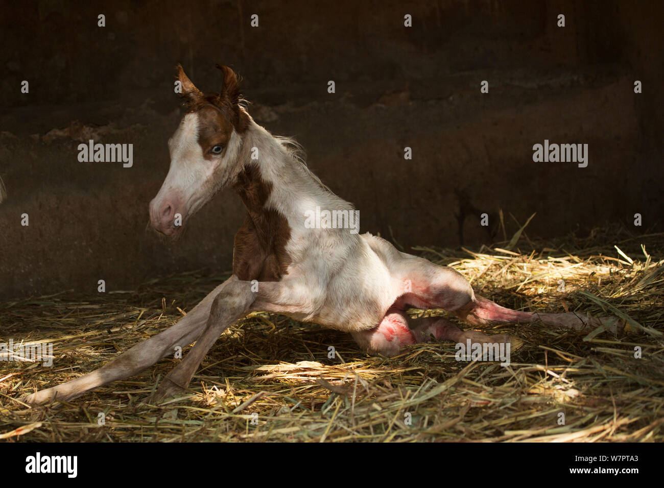 Un neonato Kathiawari horse colt, ancora coperto con placenta, tenta di alzarsi in piedi per la prima volta, Porbandar, Gujarat, India. Foto Stock