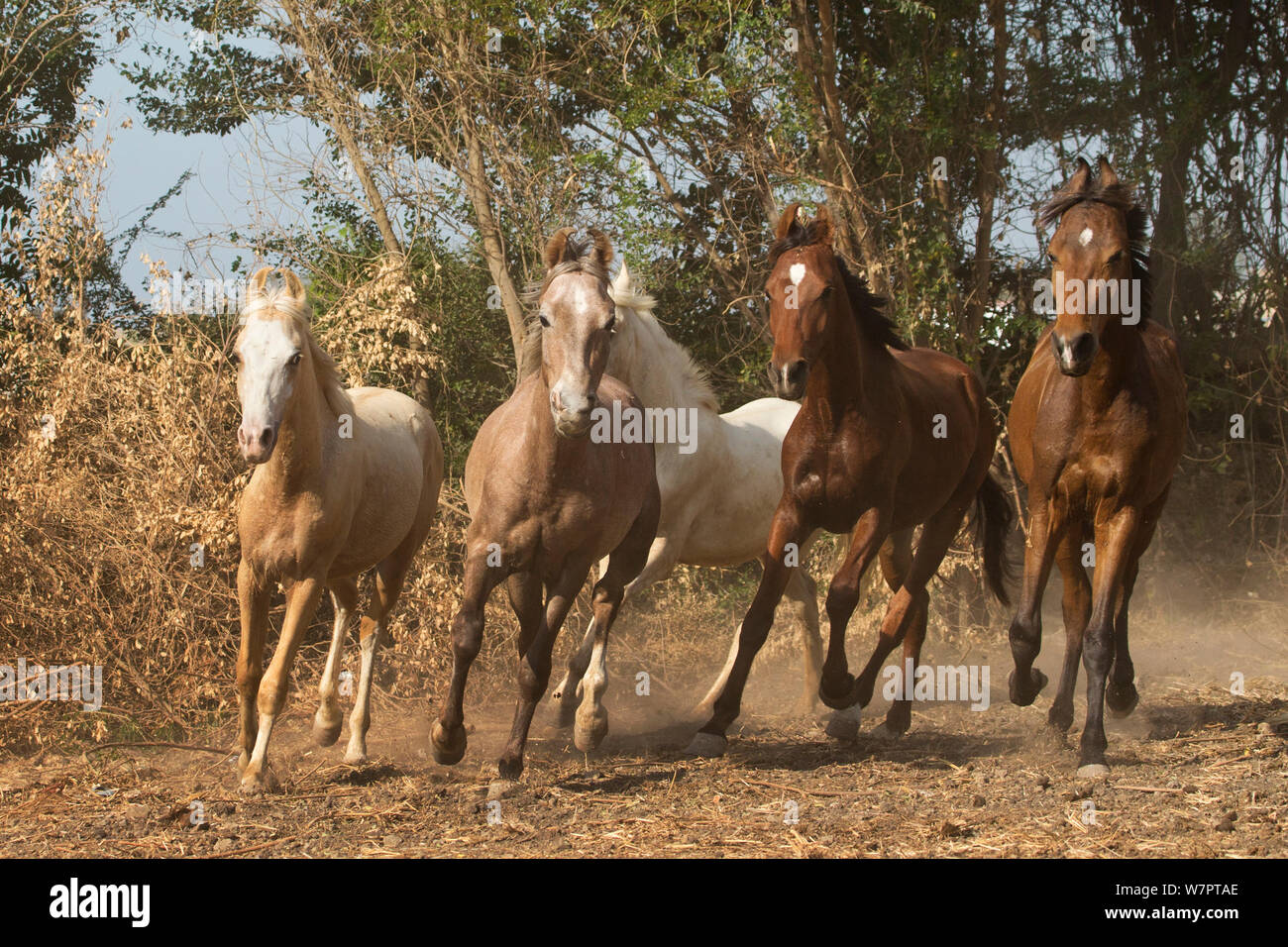 Cinque cavalli Kathiawari colts correre libero, Porbandar, Gujarat, India. Foto Stock