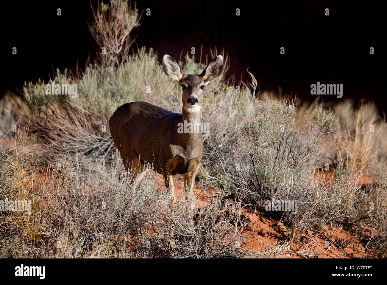 Mule Deer (Odocoileus hemionus). Parco Nazionale di Arches, Utah, Ottobre. Foto Stock