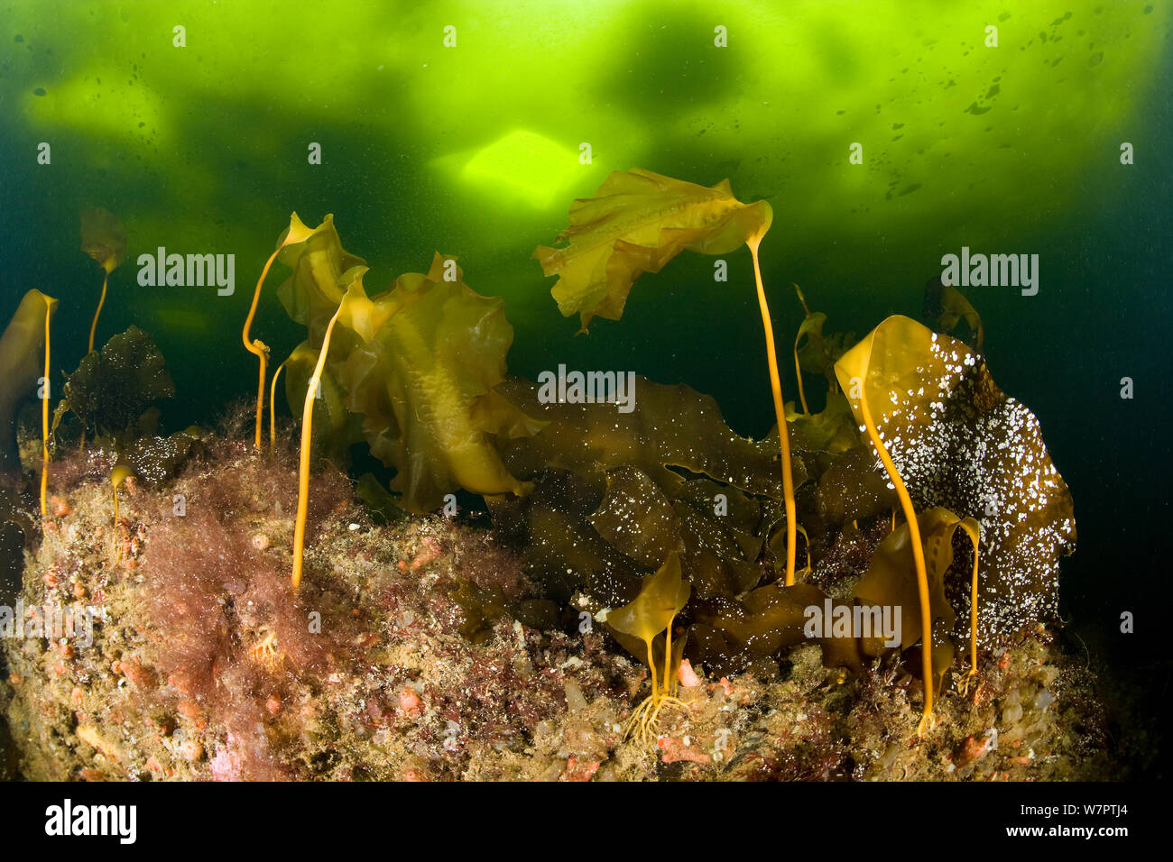 Kelp (Laminaria sp) sotto il ghiaccio con taglio immersioni subacquee sono visibili i fori di cui sopra, a nord del circolo polare artico Dive Center, Mare Bianco, Carelia, Russia settentrionale Foto Stock