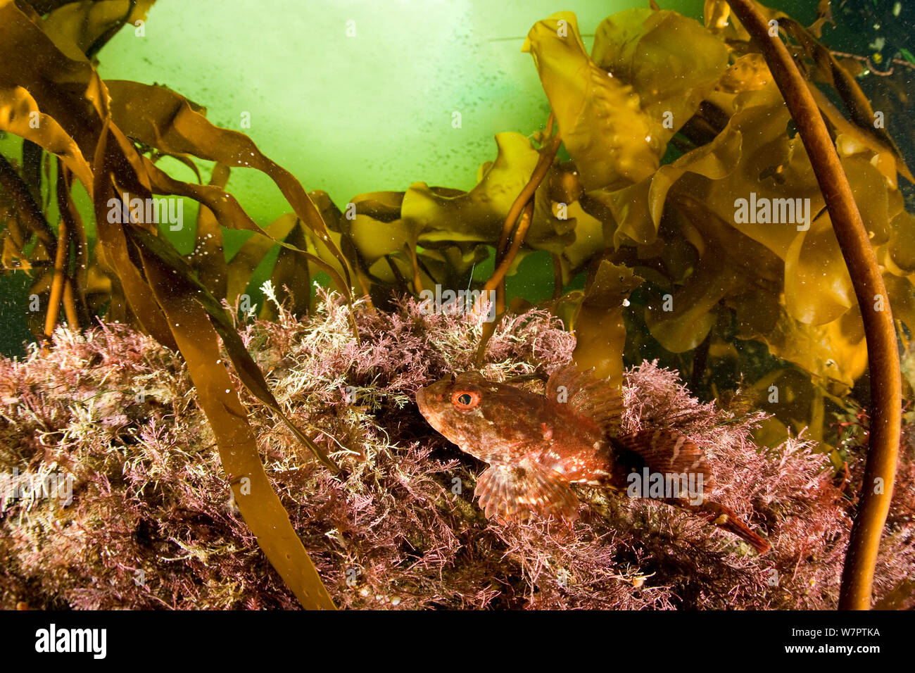 Sculpin ghiozzo (Cottus cognatus) tra kelp, (Laminaria sp.) a nord del circolo polare artico Dive Center, Mare Bianco, Carelia, Russia settentrionale Foto Stock