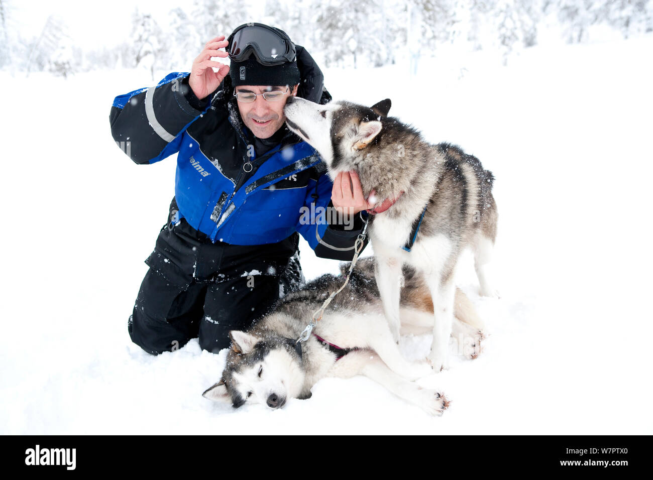 La fotografia Franco Banfi giocando con Siberian Husky cani usati come cani da slitta all'interno di Riisitunturi National Park, Lapponia, Finlandia Foto Stock