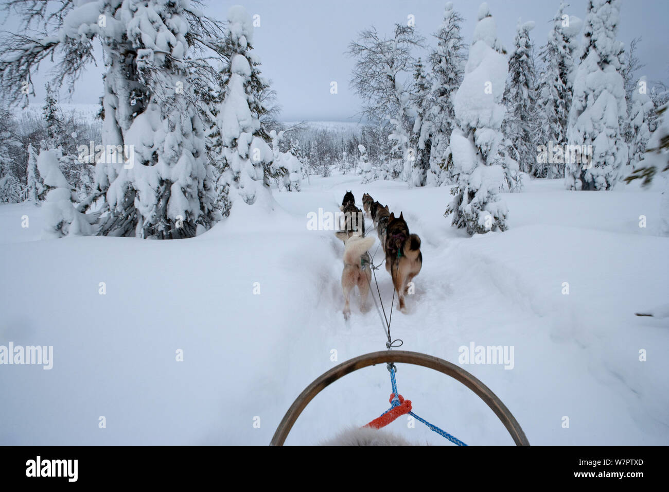 Sleddog con Siberian Husky cani all'interno di Riisitunturi National Park, Lapponia, Finlandia Foto Stock