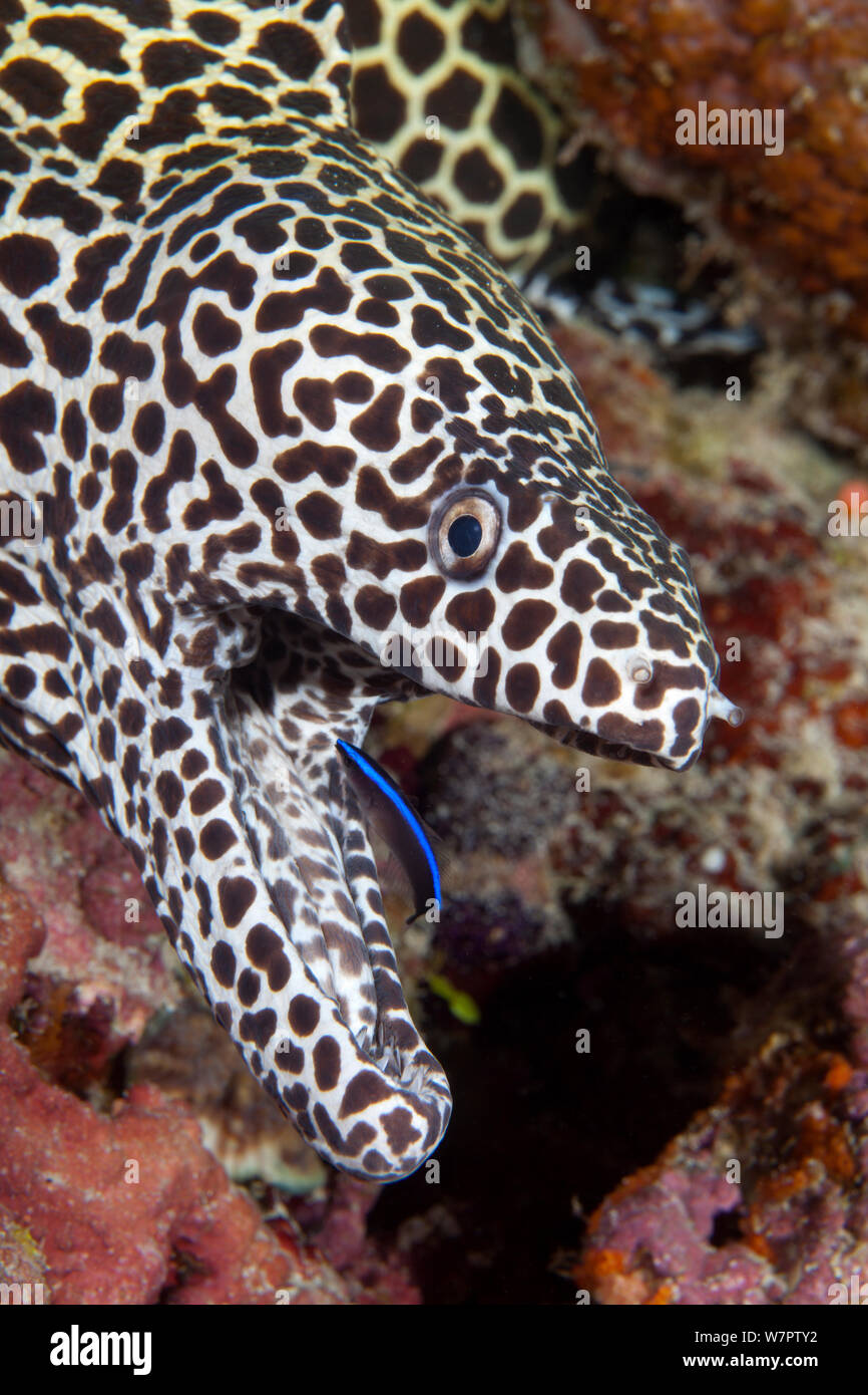 Nido moray eel (Gymnothorax favagineus) bocca aperta con wrasse al lavoro, Maldive, Oceano Indiano Foto Stock